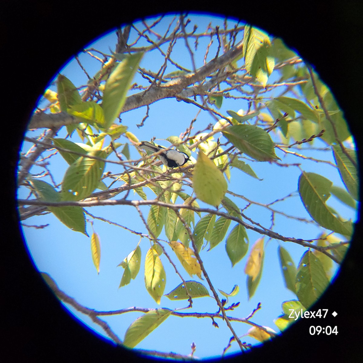 Japanese Tit - ML623734111