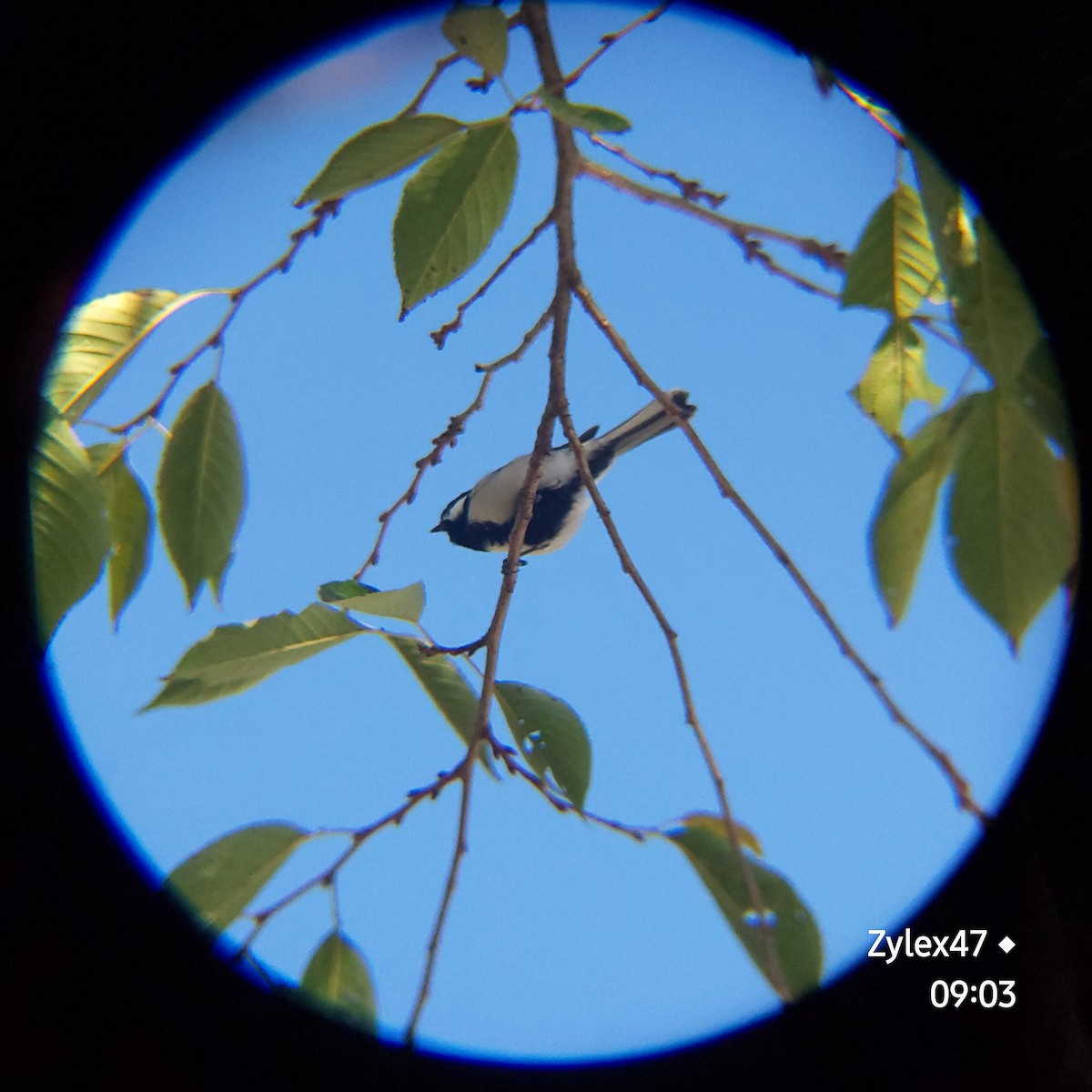 Japanese Tit - ML623734115