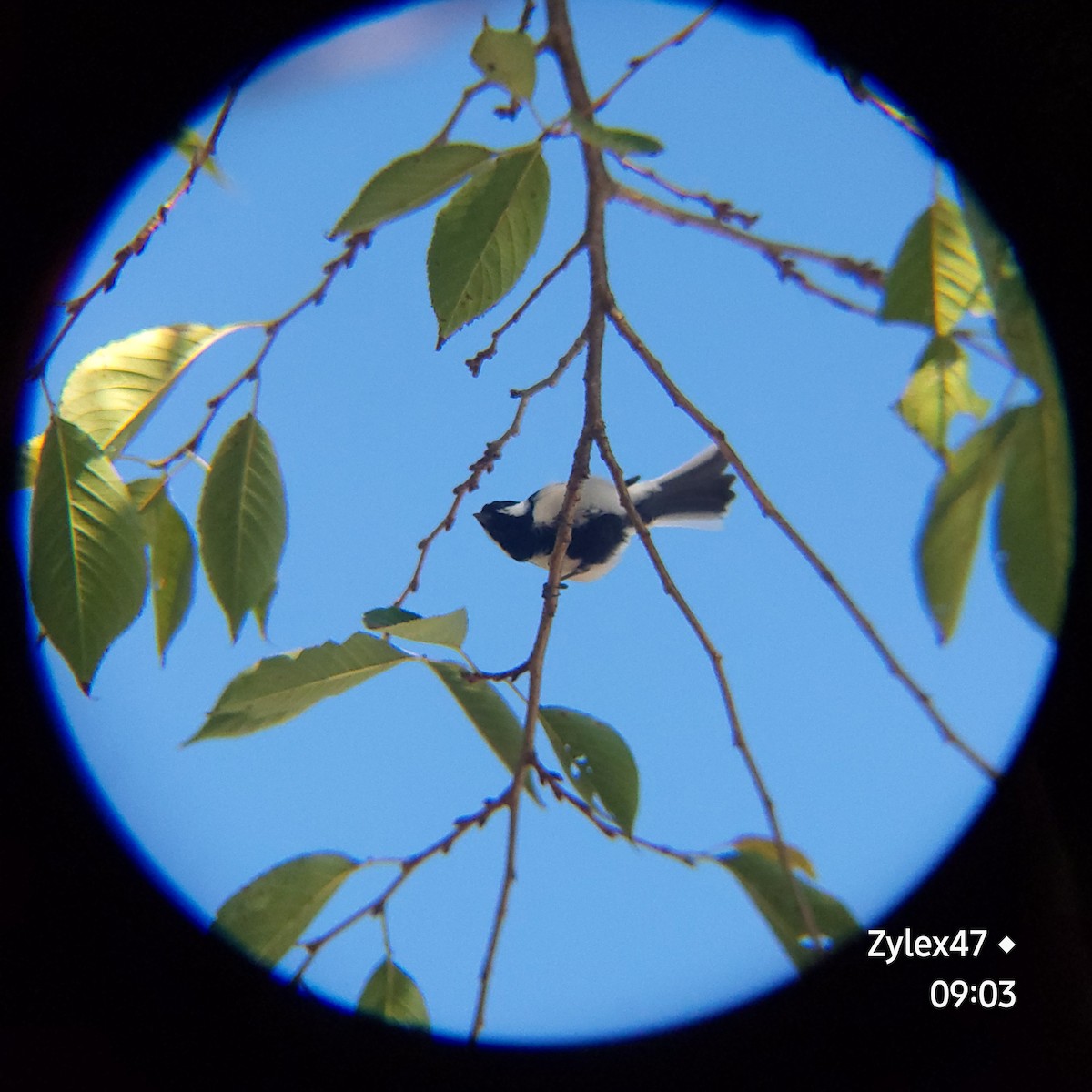 Japanese Tit - ML623734116