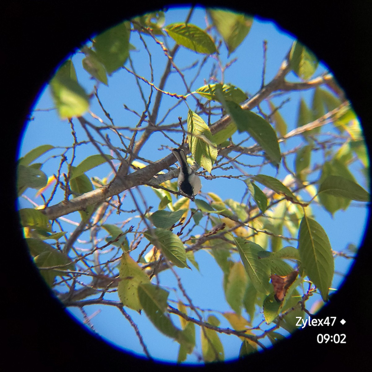 Japanese Tit - ML623734119