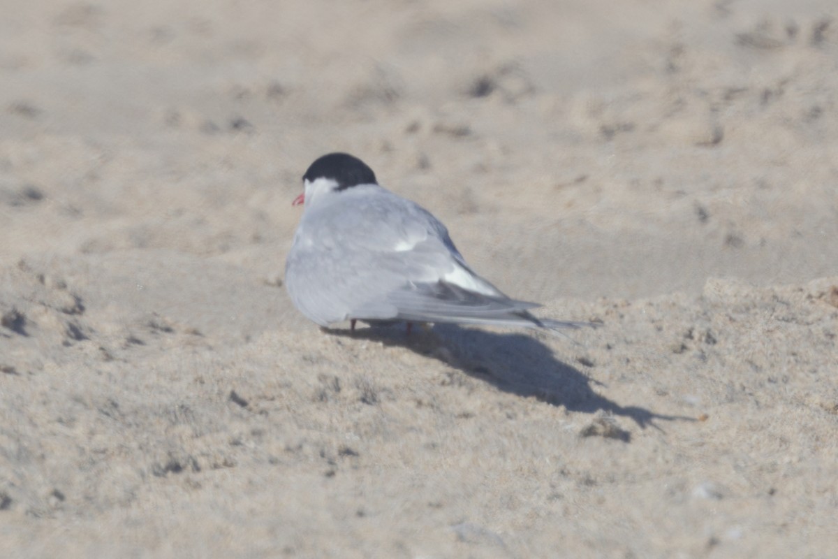 Arctic Tern - Anonymous