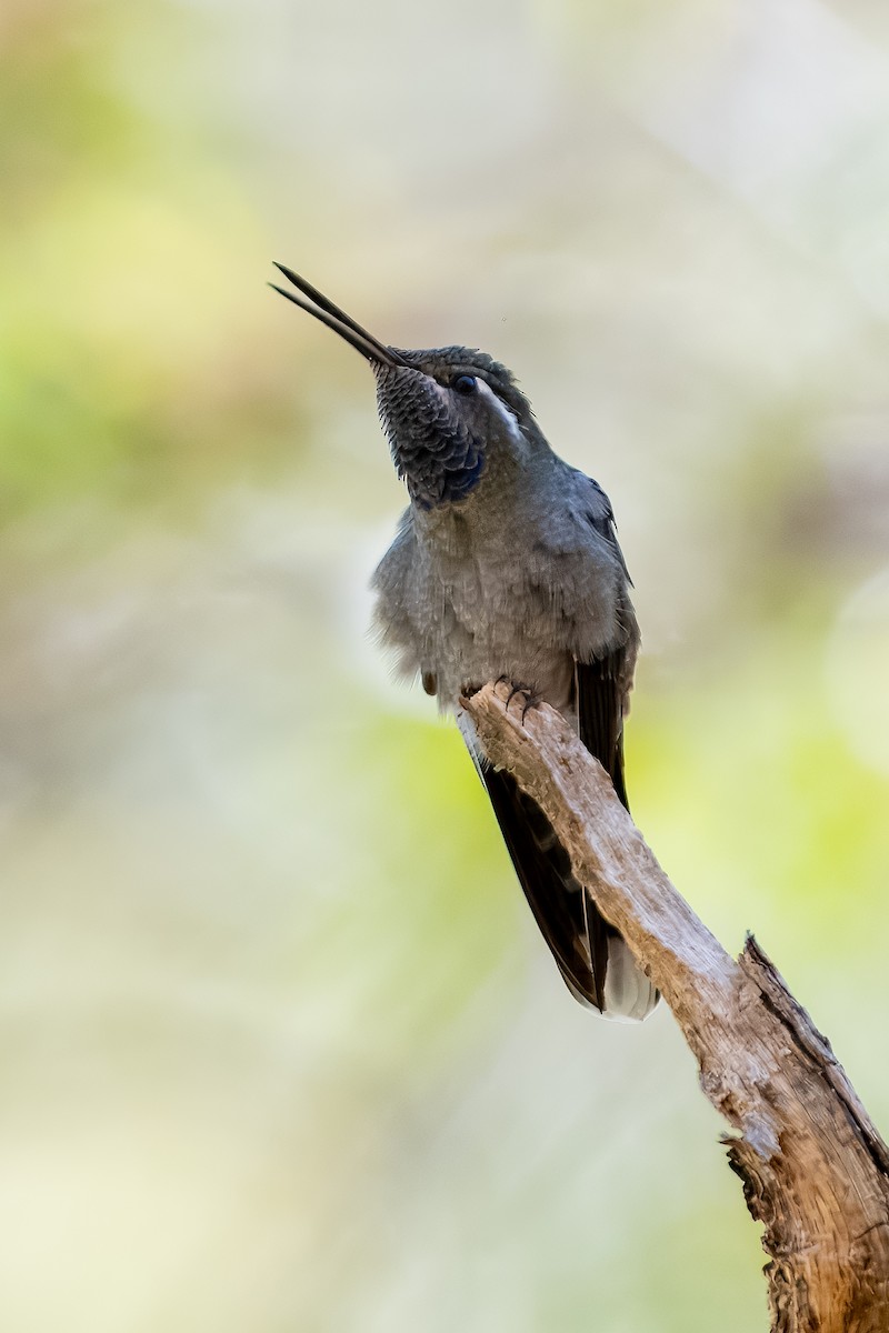 Blue-throated Mountain-gem - ML623734185