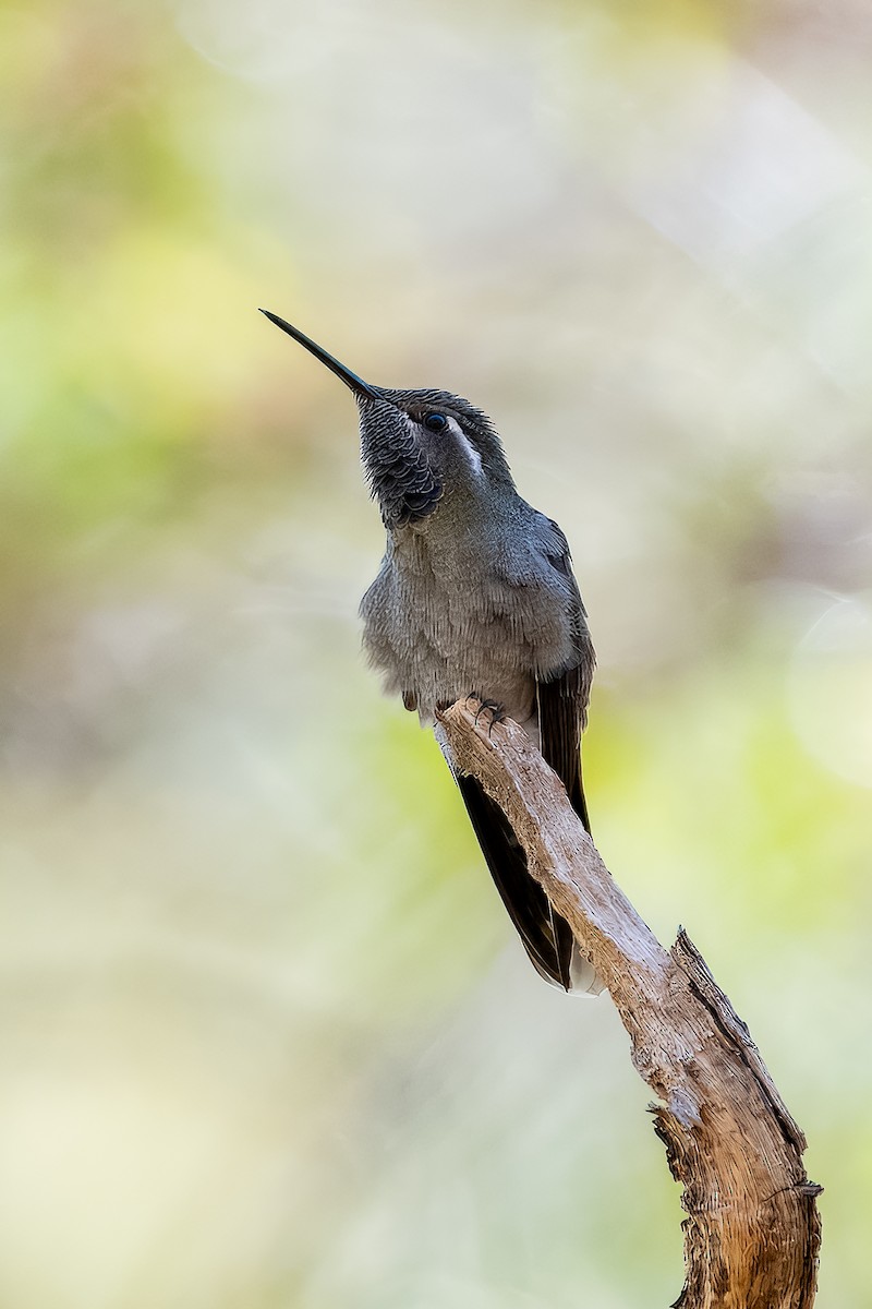 Blue-throated Mountain-gem - ML623734189