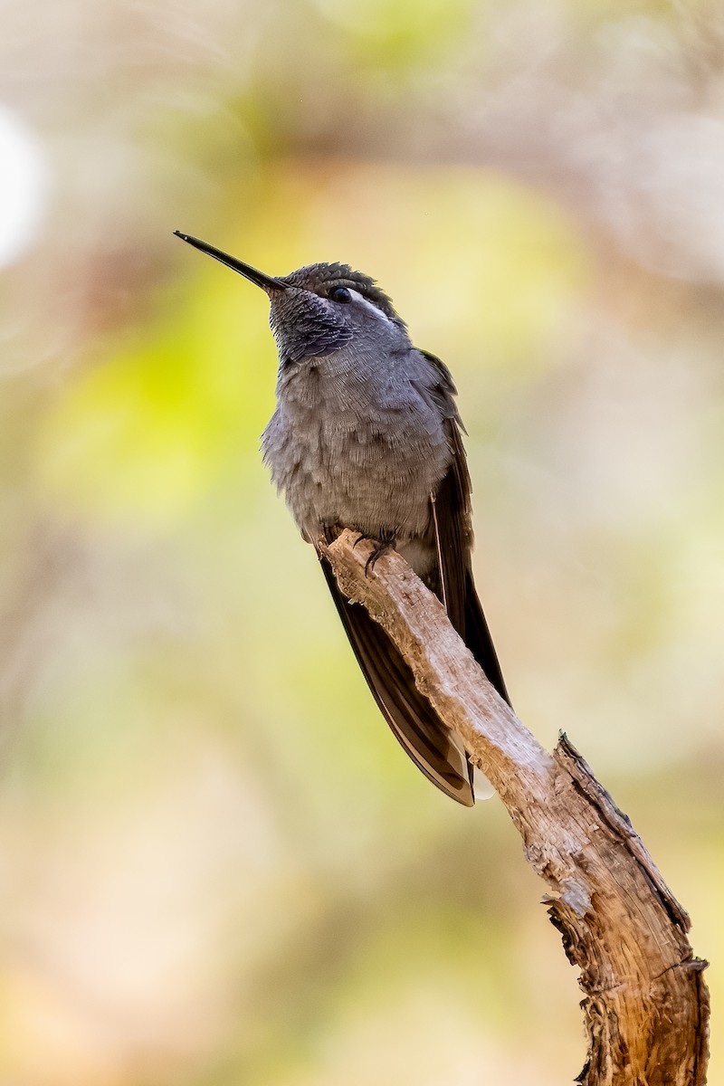 Blue-throated Mountain-gem - Paul Block