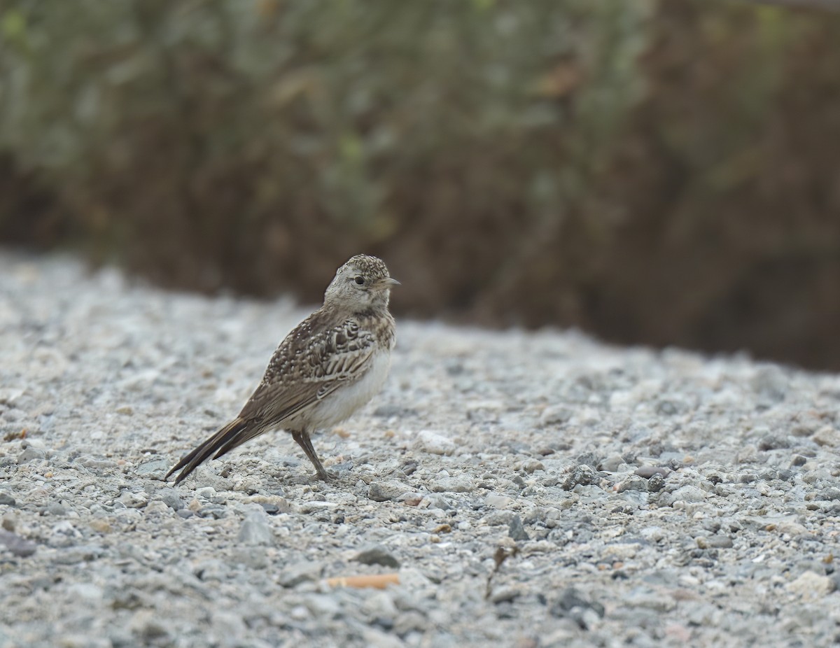 Horned Lark - ML623734191