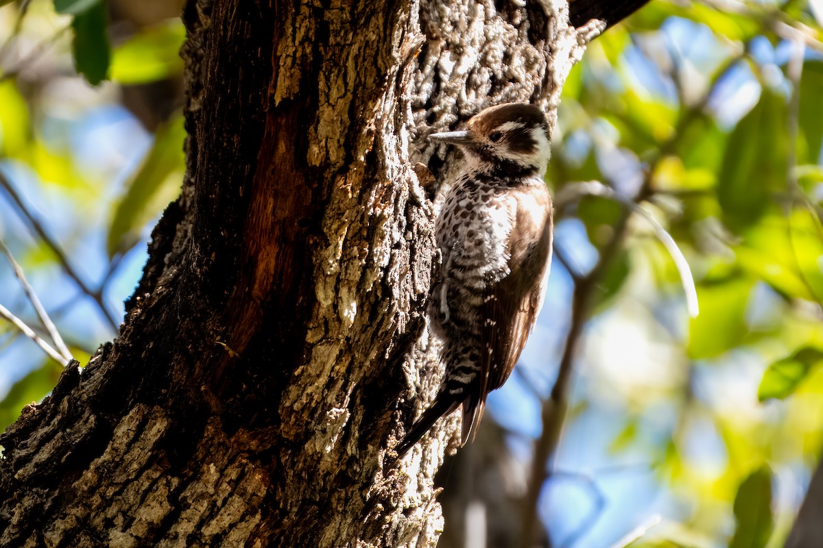 Arizona Woodpecker - ML623734197