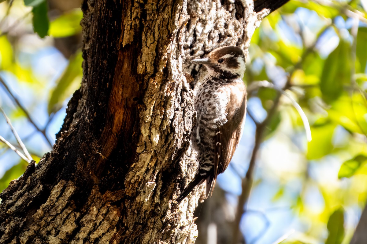 Arizona Woodpecker - ML623734198