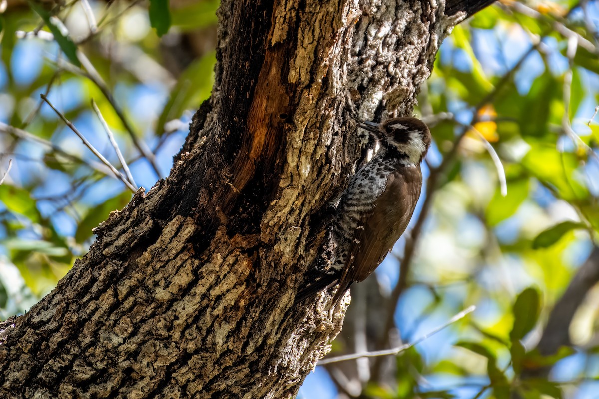 Arizona Woodpecker - ML623734199