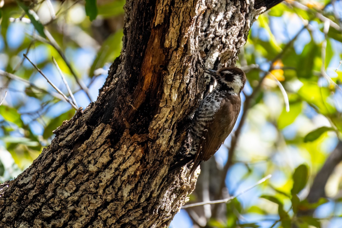 Arizona Woodpecker - Paul Block