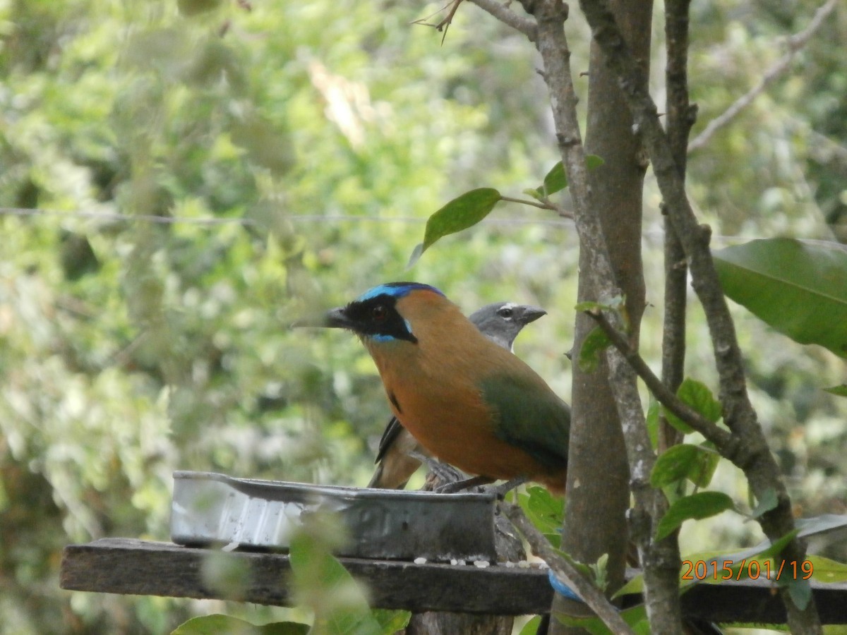 Whooping Motmot - ML623734243