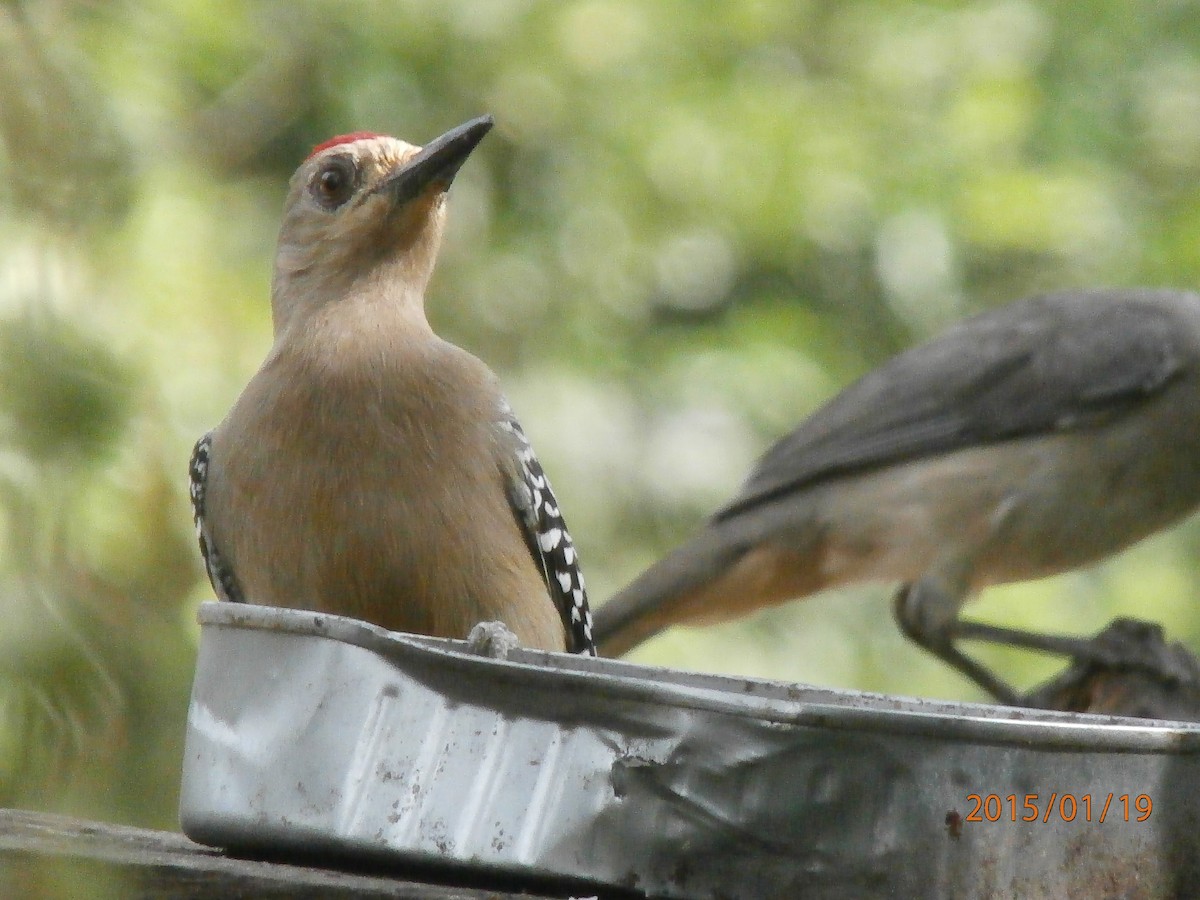 Red-crowned Woodpecker - ML623734256