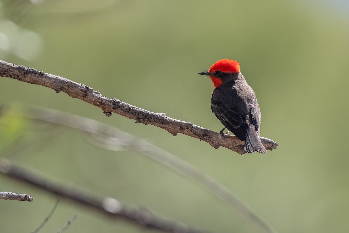 Vermilion Flycatcher - ML623734291