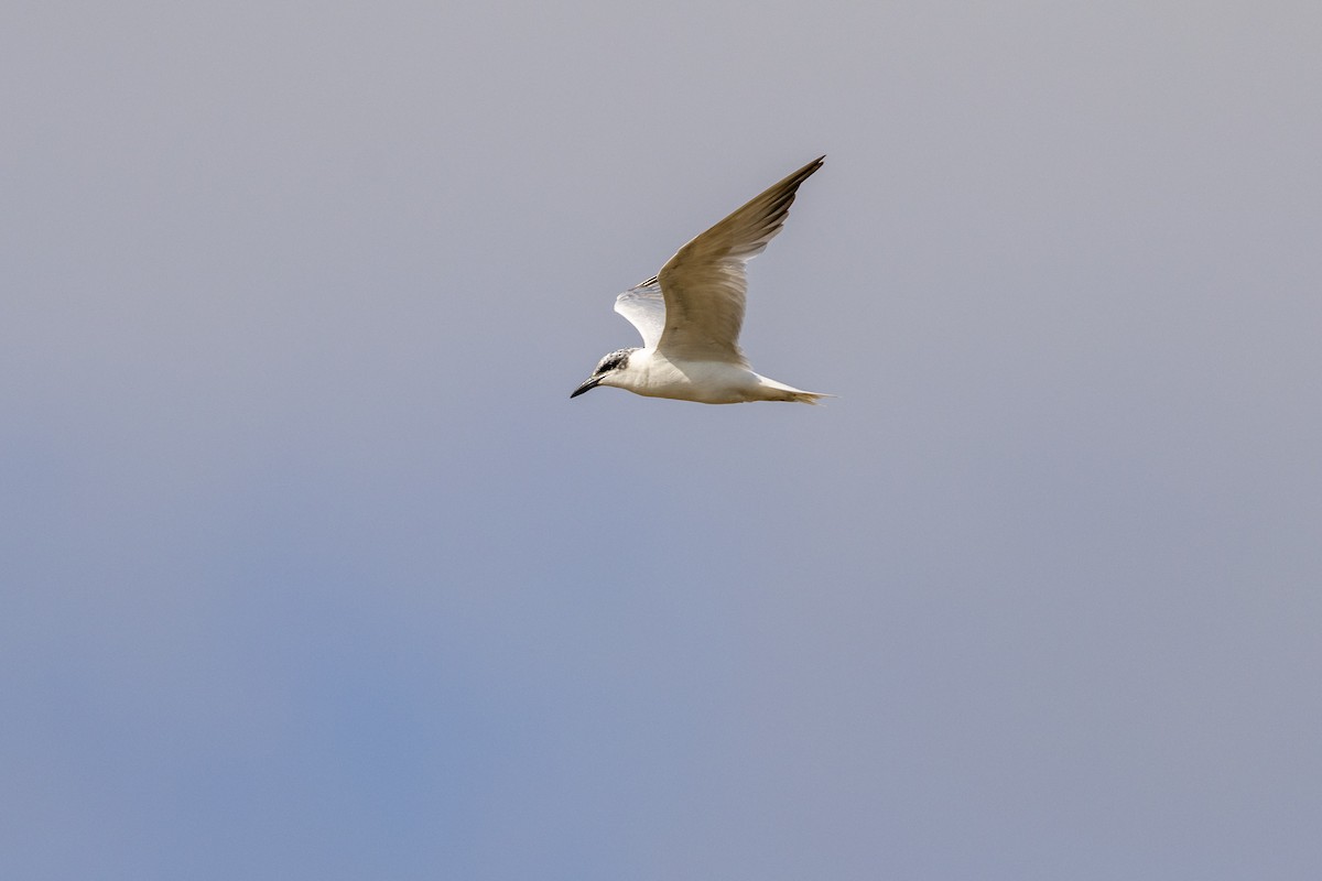 Australian Tern - ML623734329