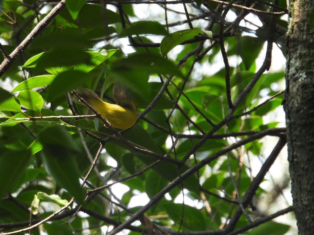 Wilson's Warbler - ML623734333