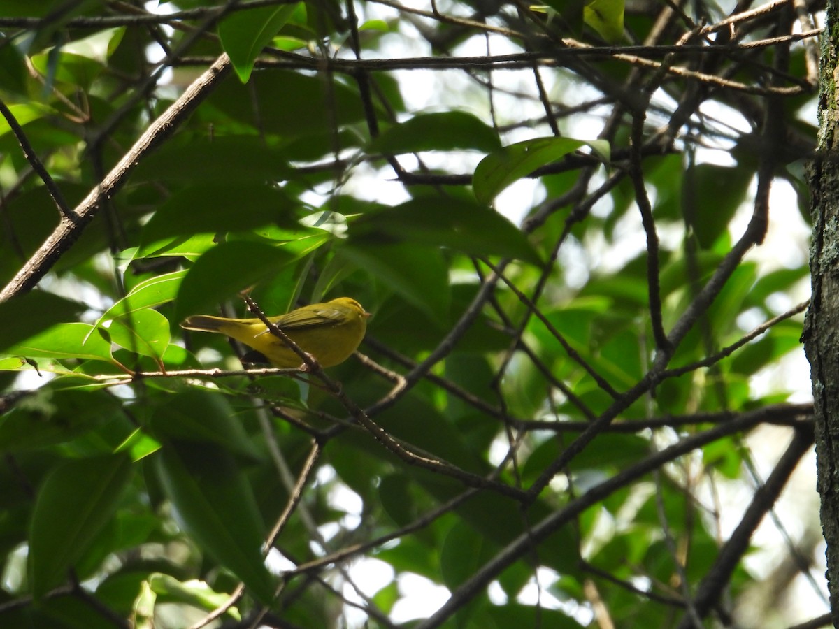 Wilson's Warbler - ML623734334