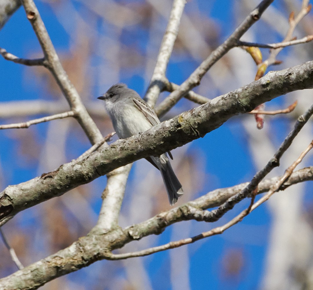 Suiriri Flycatcher - ML623734349