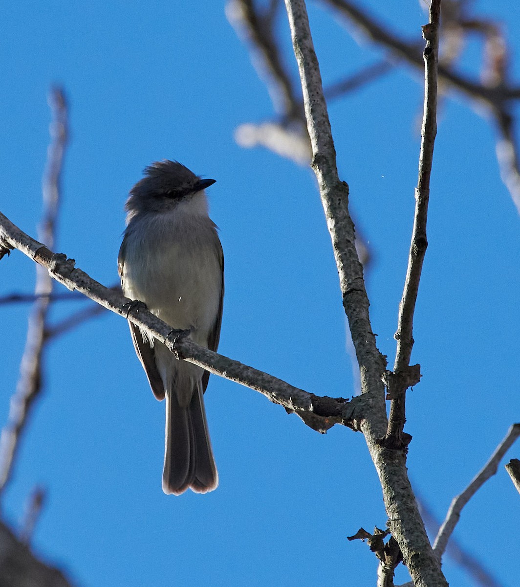 Suiriri Flycatcher - ML623734351