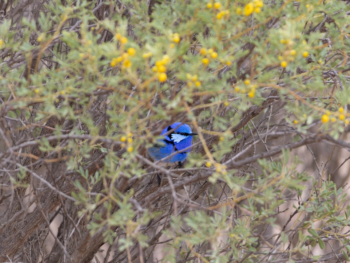 Splendid Fairywren - ML623734353