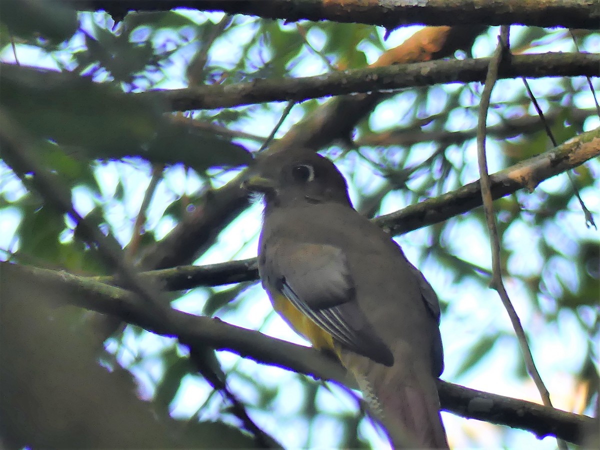 Atlantic Black-throated Trogon - ML623734362