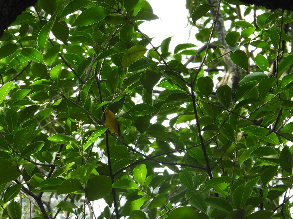 Wilson's Warbler - ML623734400