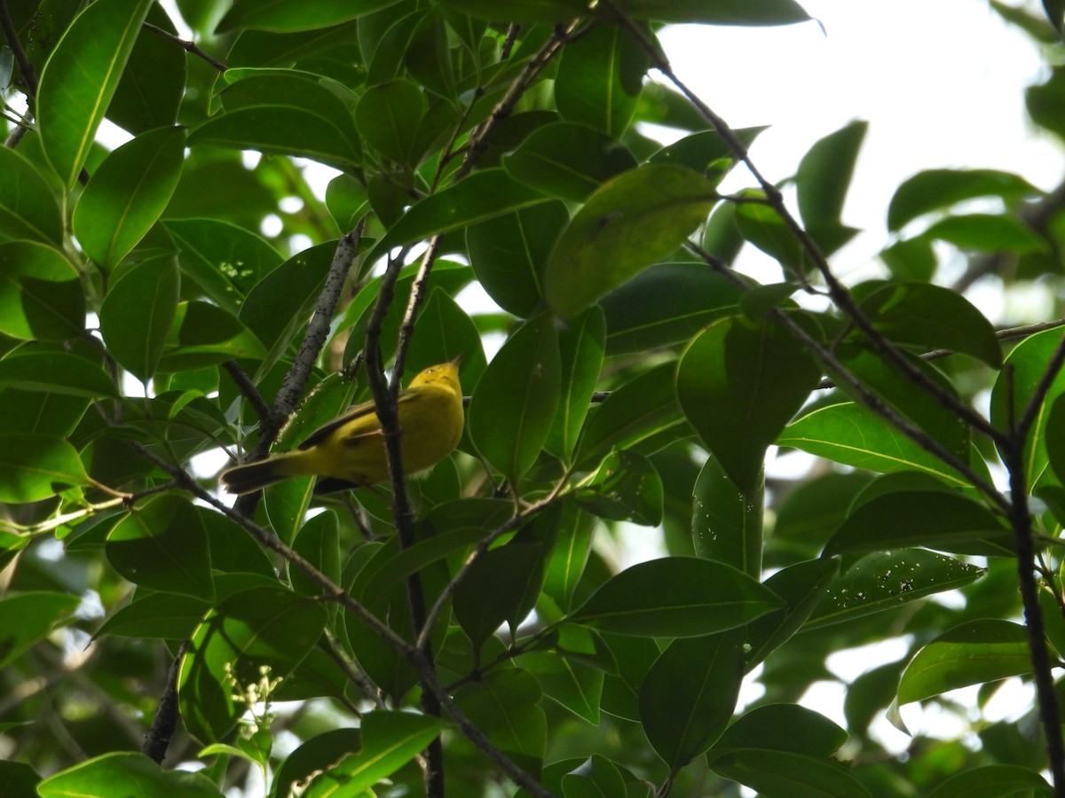 Wilson's Warbler - ML623734402