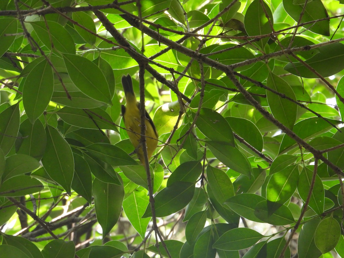 Wilson's Warbler - ML623734403