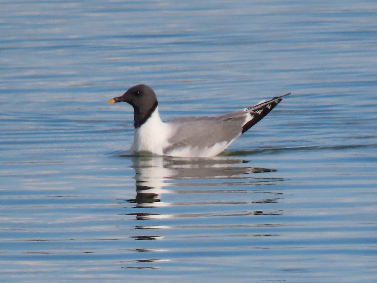 Gaviota de Sabine - ML623734426