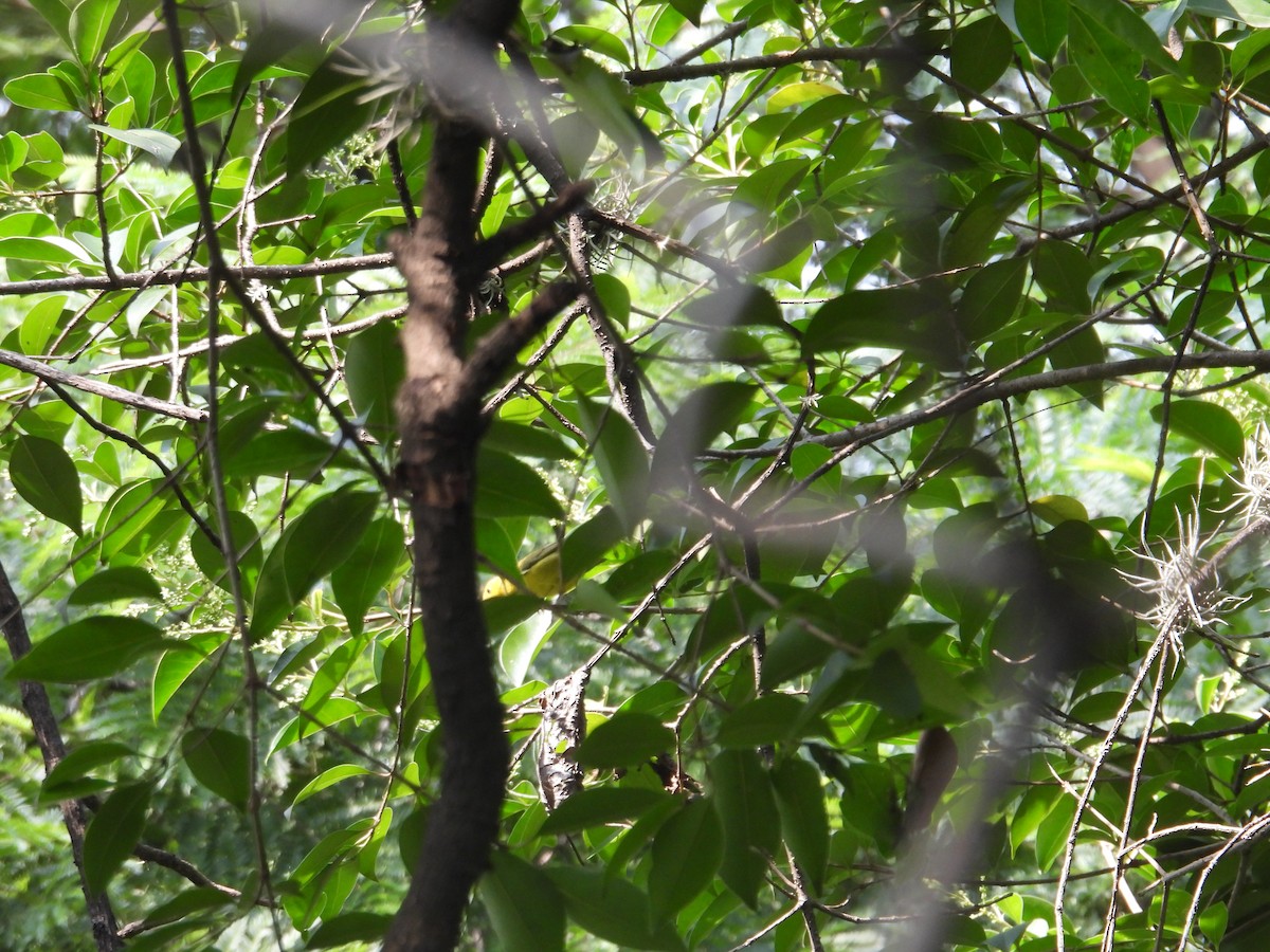 Wilson's Warbler - ML623734435