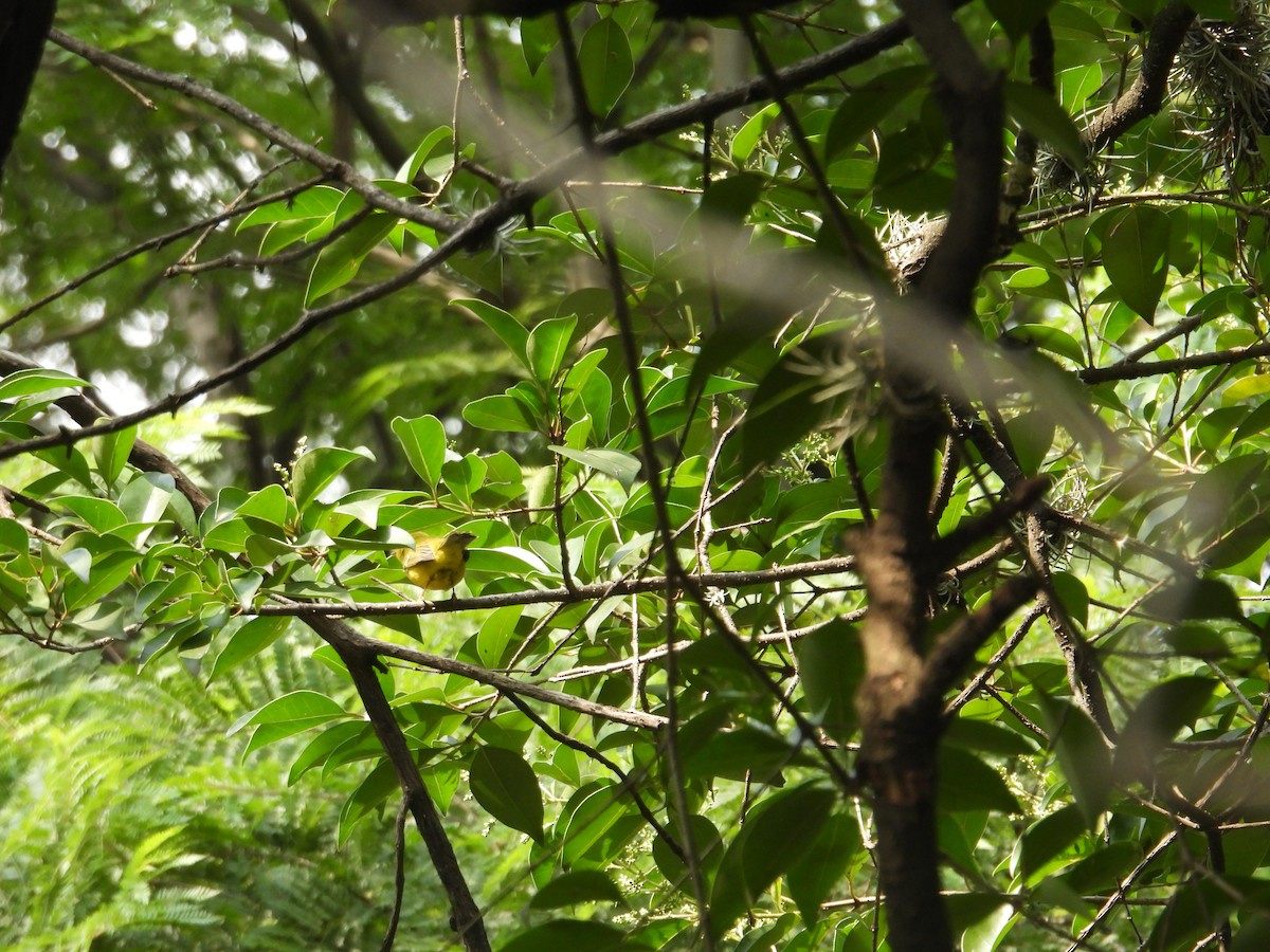 Wilson's Warbler - ML623734436