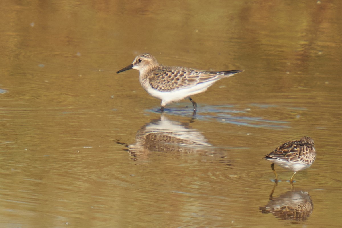 Baird's Sandpiper - ML623734482