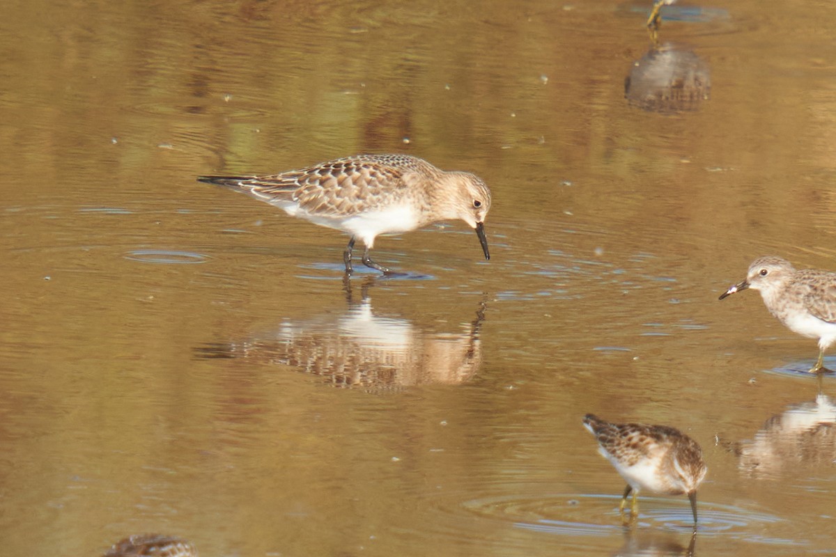 Baird's Sandpiper - ML623734483