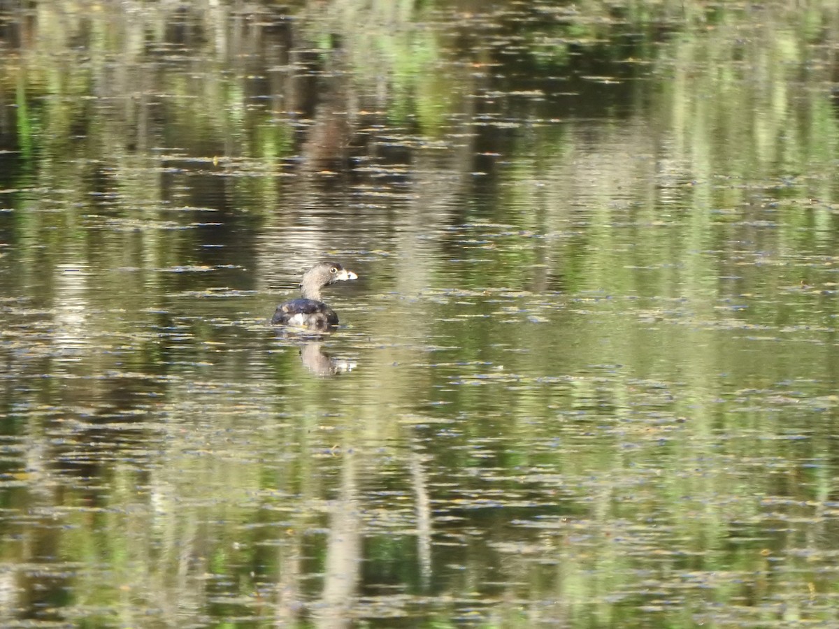 Pied-billed Grebe - ML623734504