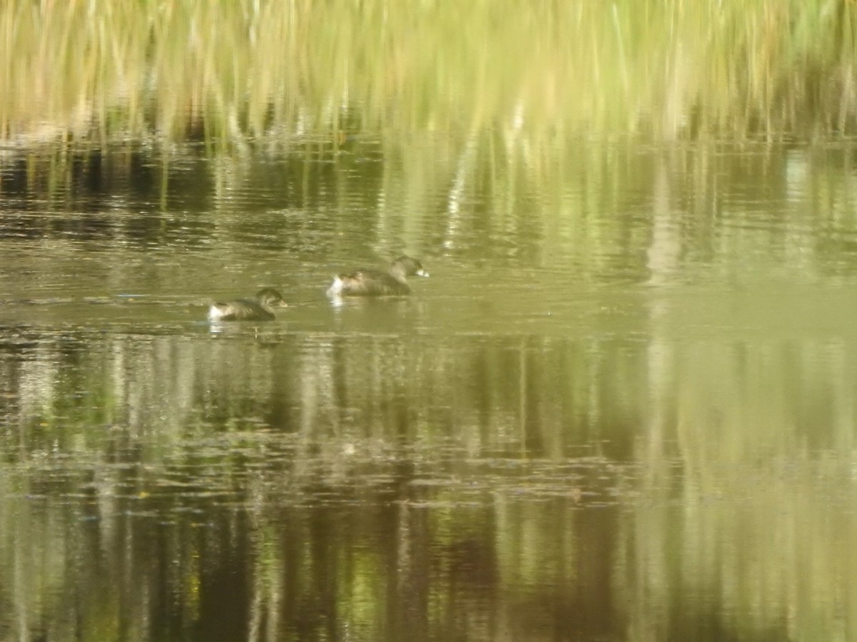 Pied-billed Grebe - ML623734506