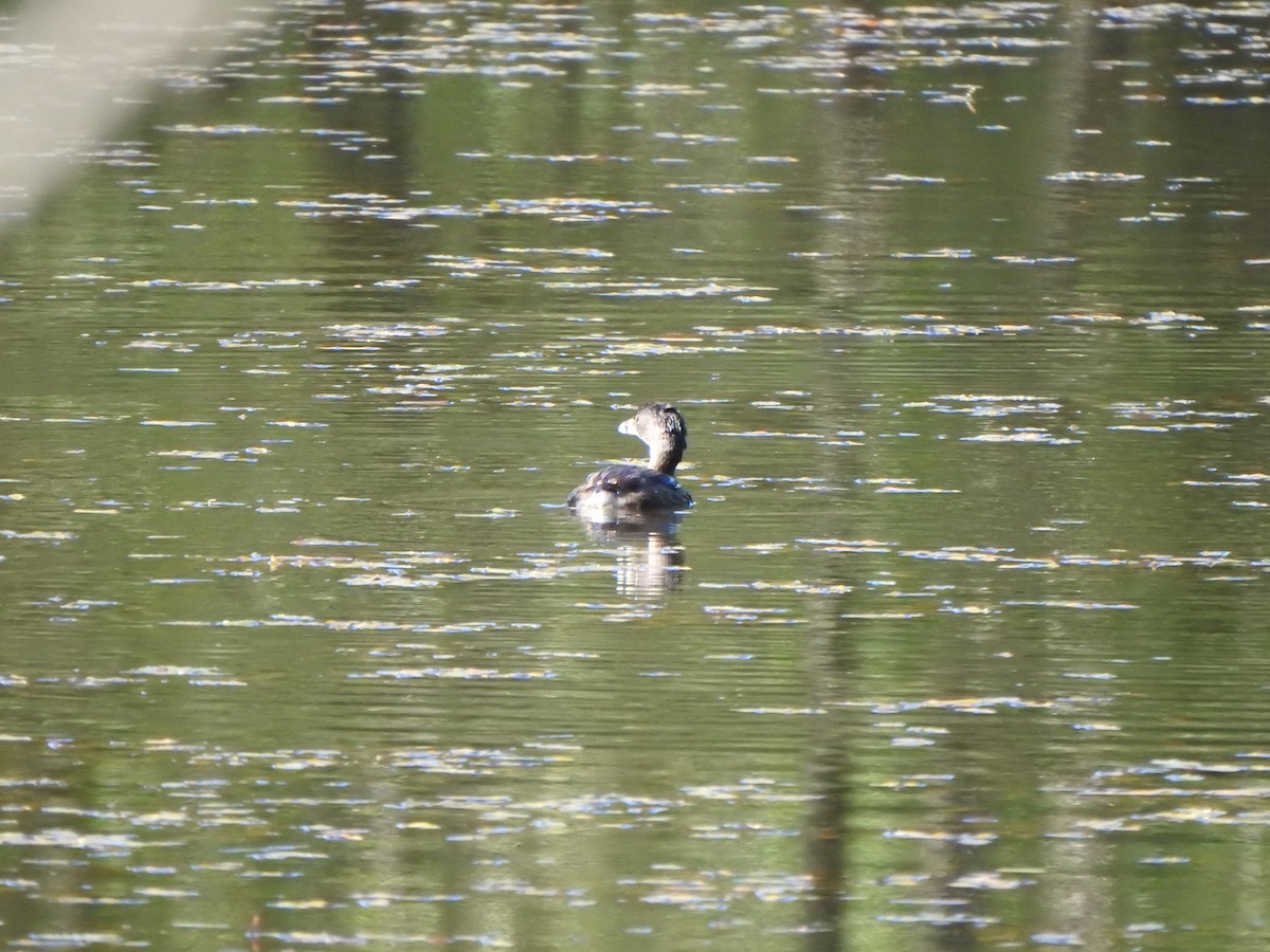 Pied-billed Grebe - ML623734507