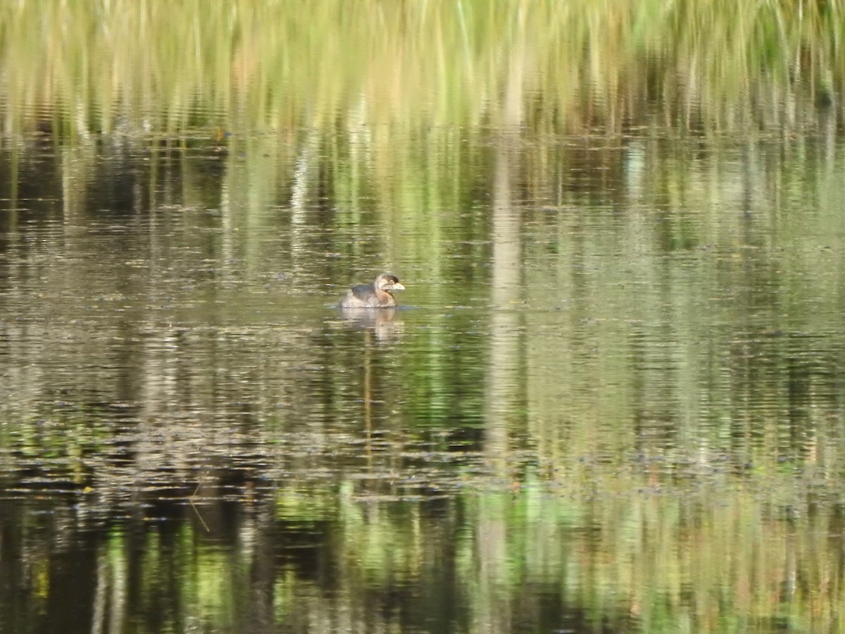 Pied-billed Grebe - ML623734509