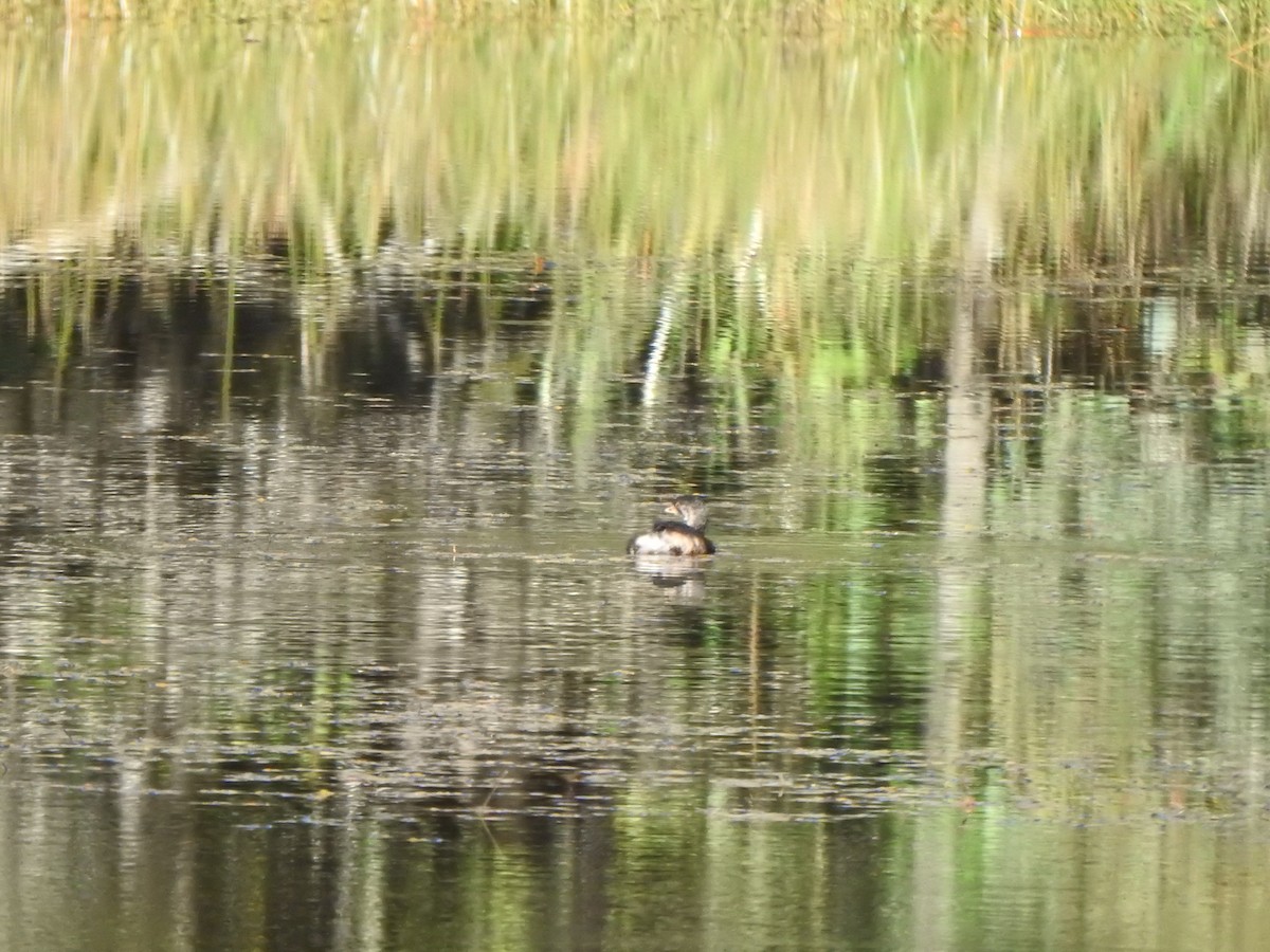 Pied-billed Grebe - ML623734512