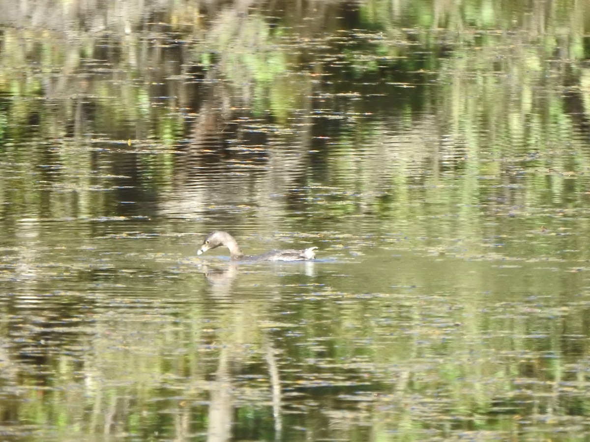 Pied-billed Grebe - ML623734513