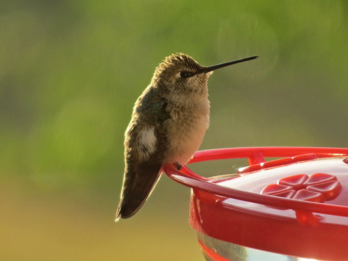 Black-chinned Hummingbird - Susan Patla