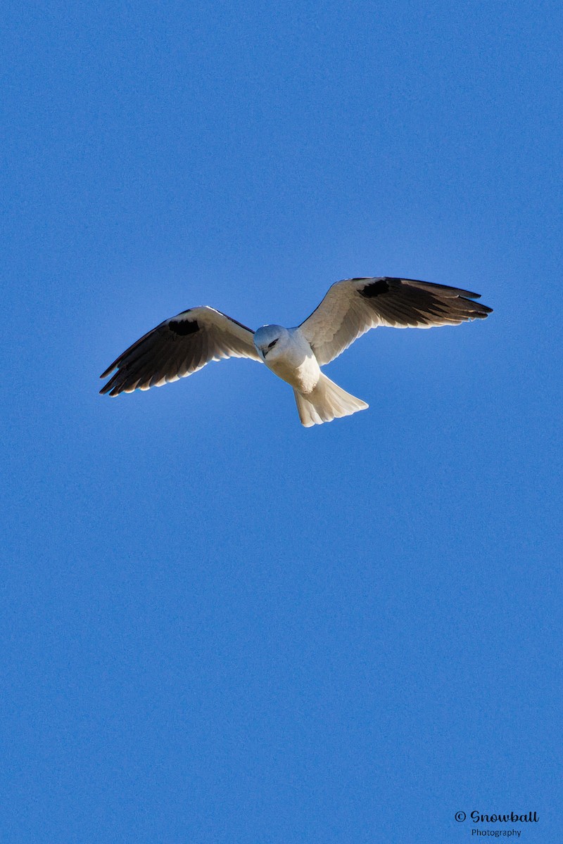 Black-shouldered Kite - ML623734561