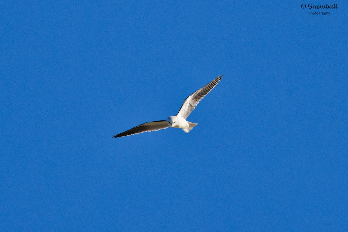 Black-shouldered Kite - ML623734562