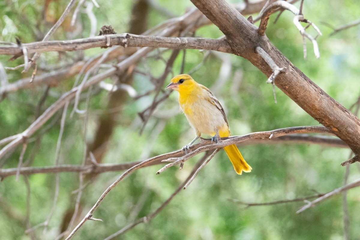 Bullock's Oriole - Haley Johnson