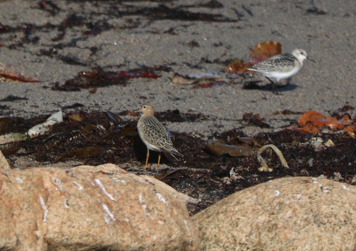 Buff-breasted Sandpiper - Fred & Colleen Wood