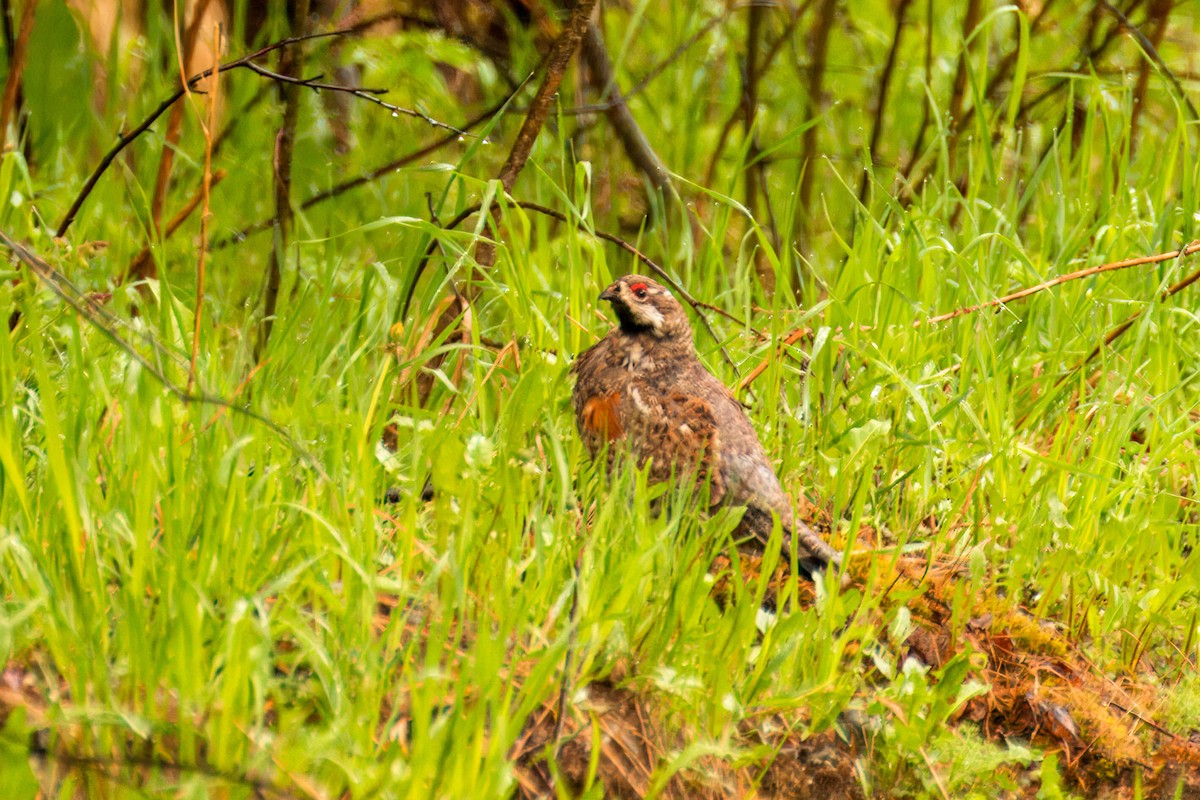 Hazel Grouse - ML623734589