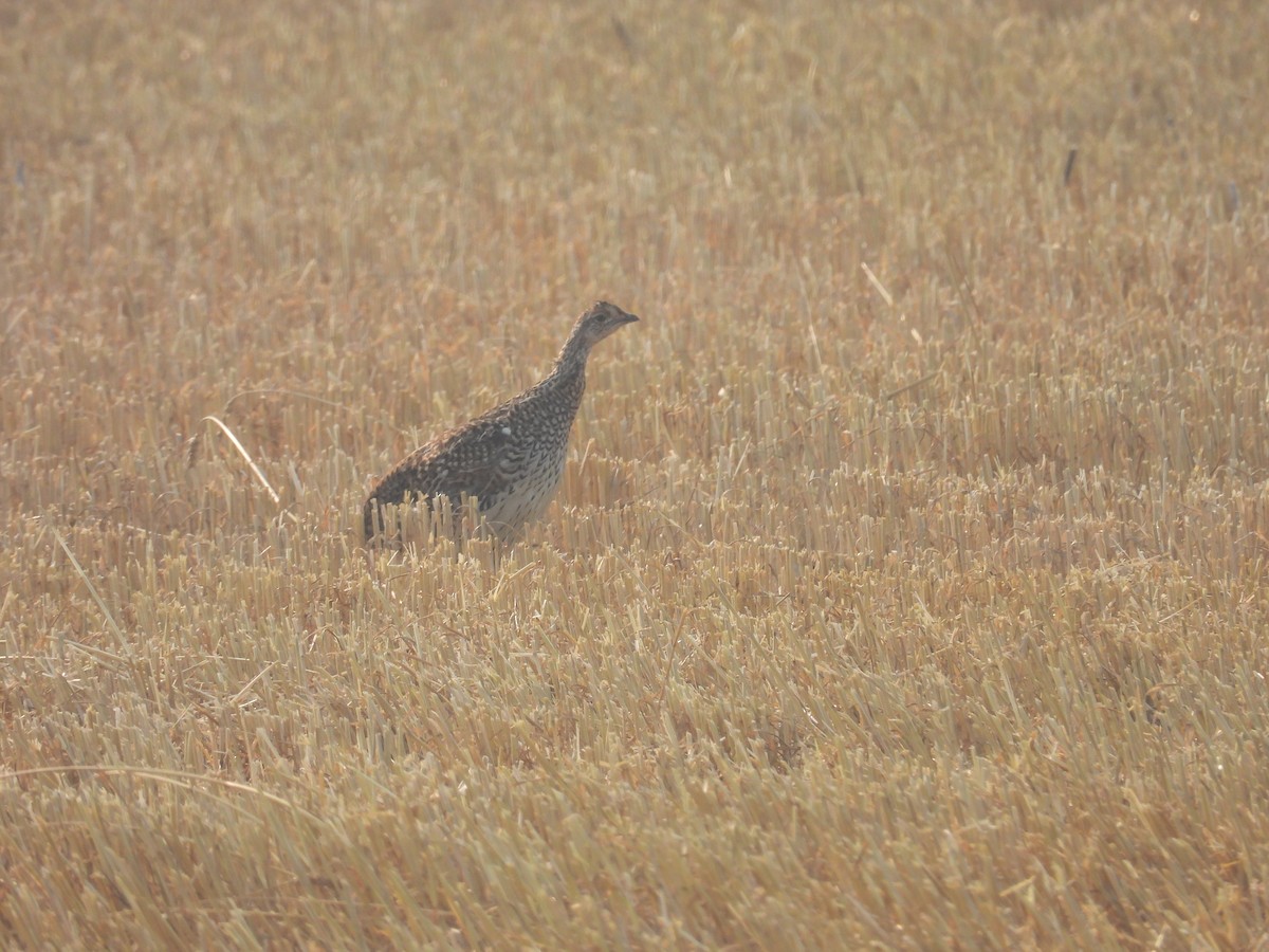 Sharp-tailed Grouse - ML623734601