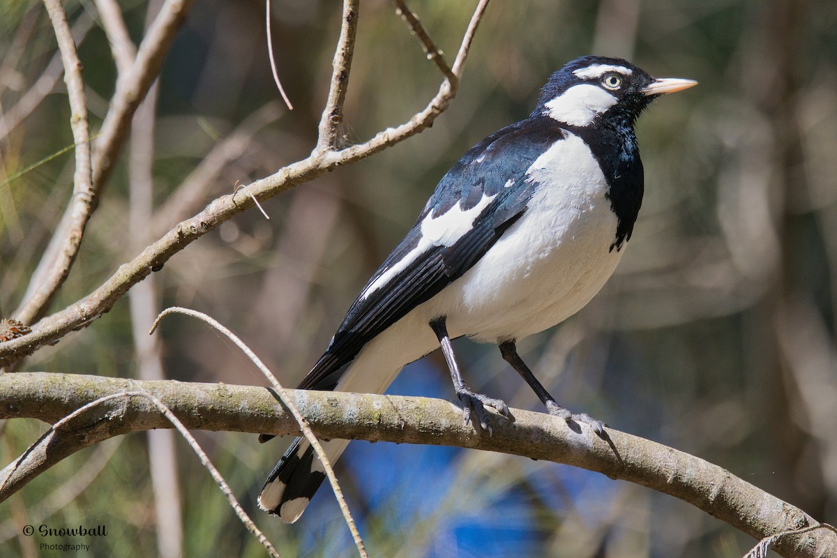 Magpie-lark - ML623734608