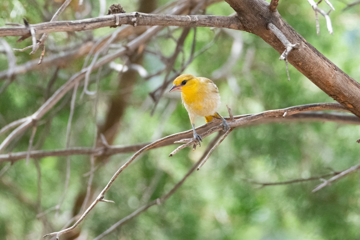 Bullock's Oriole - ML623734610