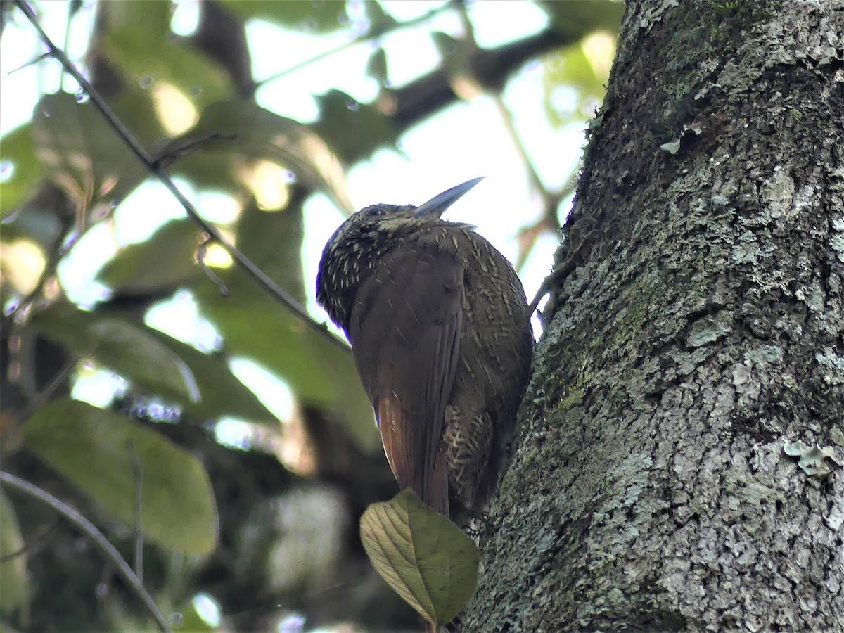 Planalto Woodcreeper - ML623734641