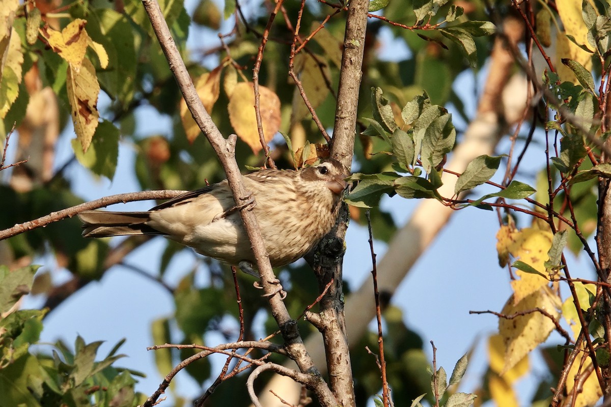 Rose-breasted Grosbeak - ML623734753