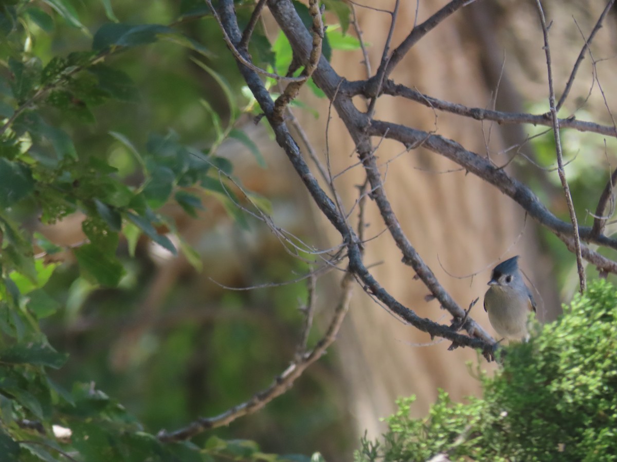 Tufted Titmouse - ML623734763