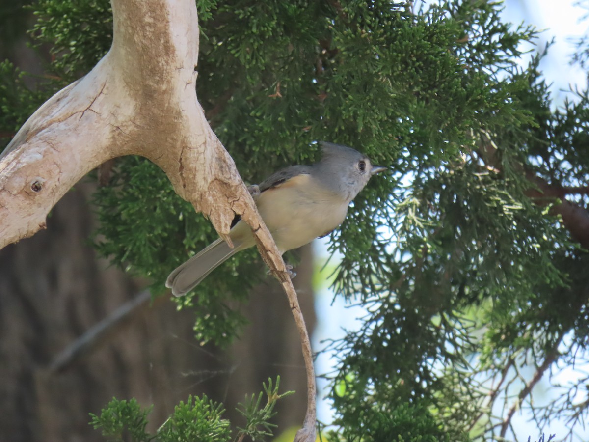 Tufted Titmouse - ML623734764